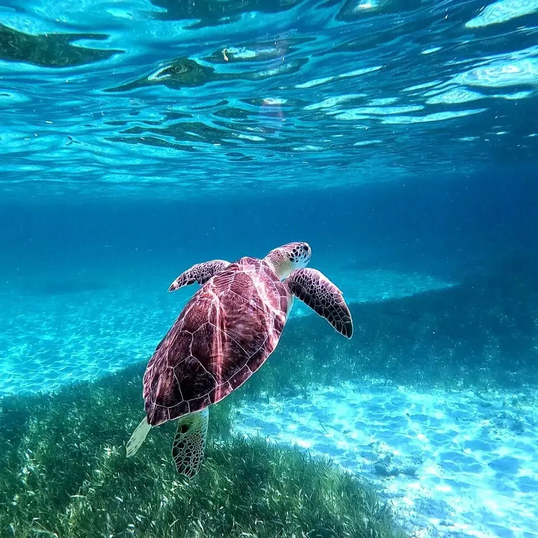 A large sea turtle swims through crystal-clear turquoise water over a patch of dark green seagrass.