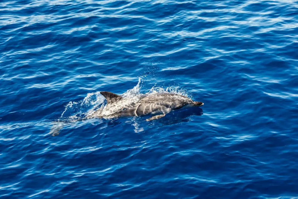 Dolphins jumping above ocean surface near Islamorada