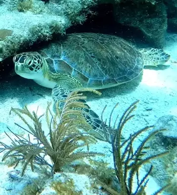 Turtles swimming underwater