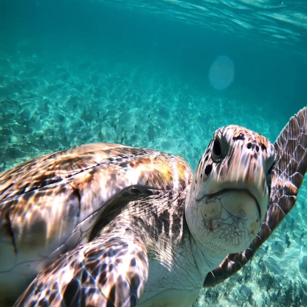 Close-up underwater view of a sea turtle swimming over a sandy ocean floor in clear blue water.