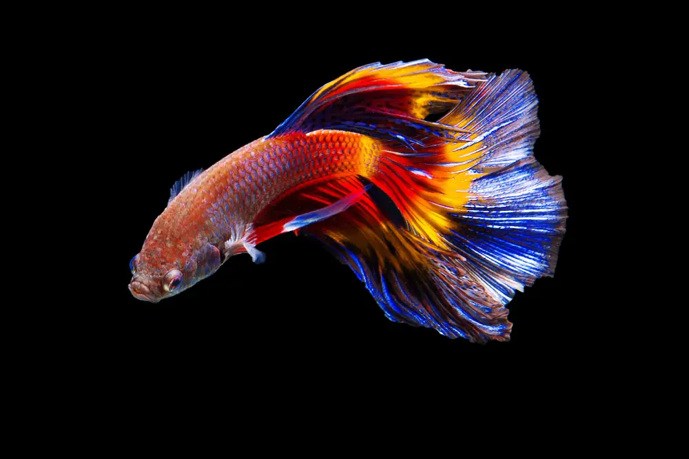 Colorful tropical fish swimming in clear waters of Islamorada