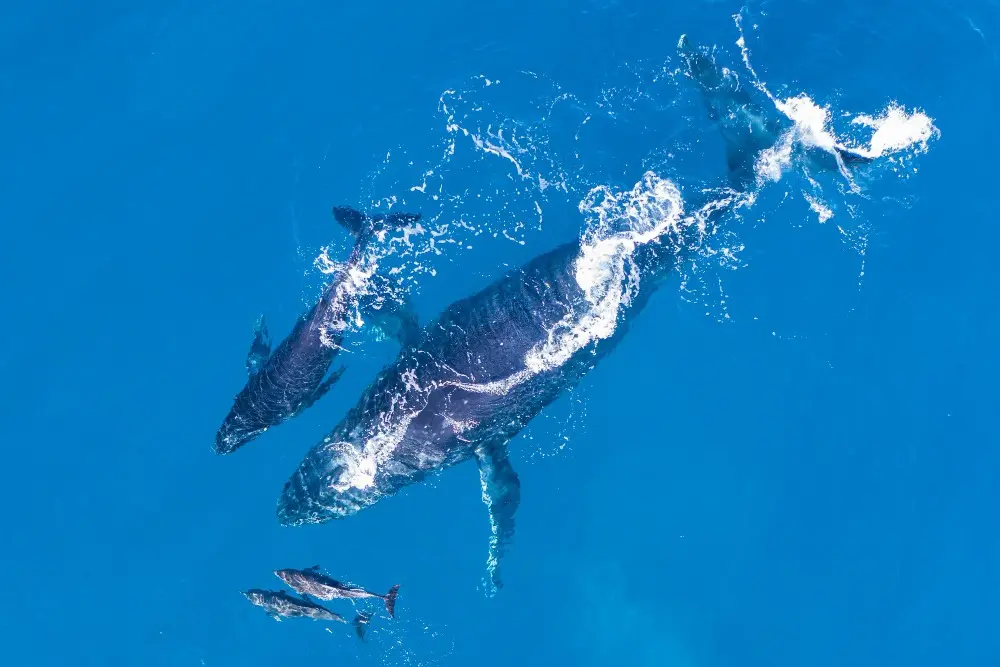 Dolphins swimming together underwater in Florida Keys