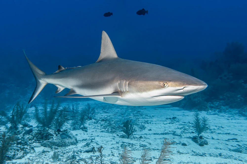 Reef shark swimming through clear tropical ocean water